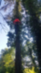 Acorn Tree Services Ltd
