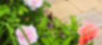 landscaping services