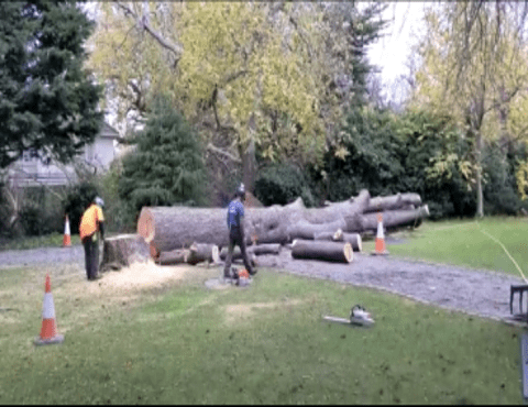 Dublin Tree Surgeons | DC Tree Services | Rathfarnham | Dublin 16