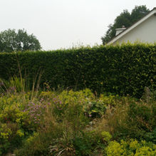 hedgecutting