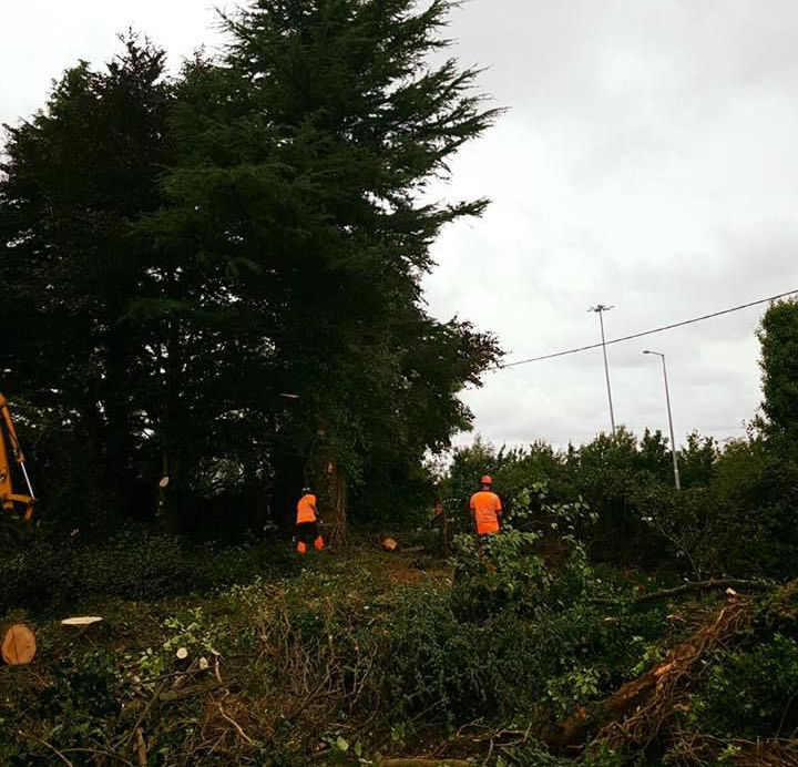 DC Tree Services