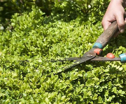 hedge cutting