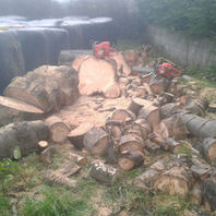 Tree Service