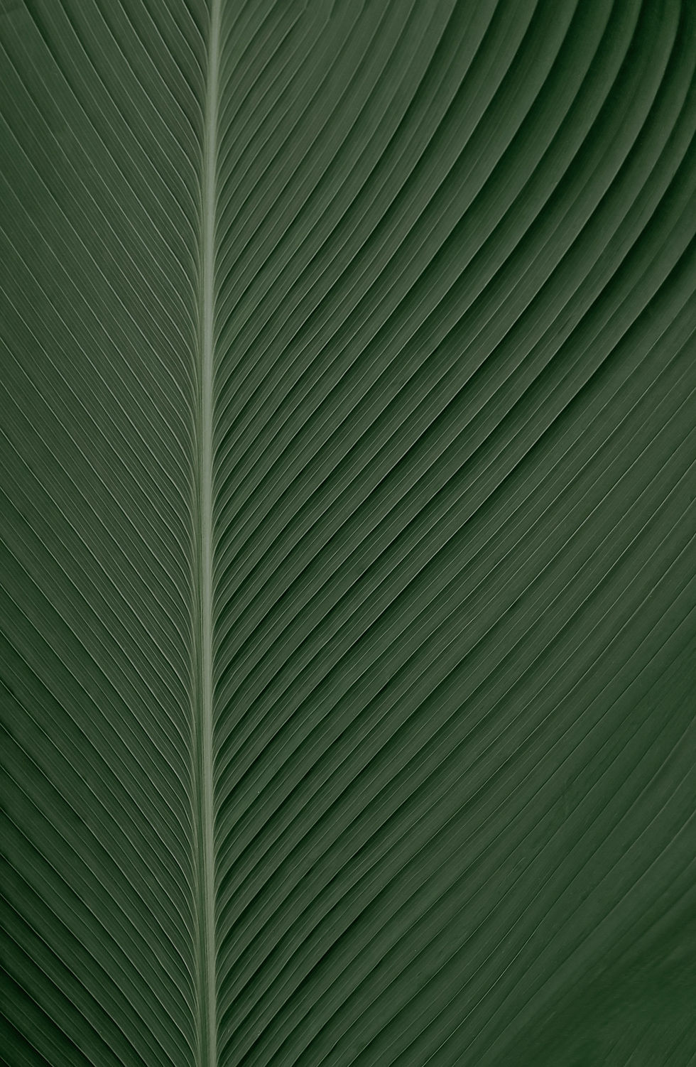 the texture of green leaf_edited.jpg