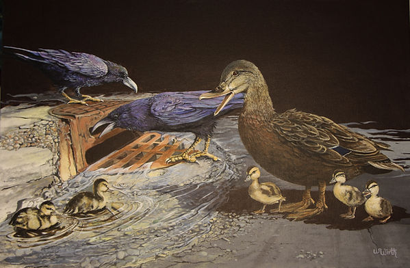 Mallard duck, ravens