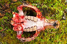 BeaverSkull_1.jpg