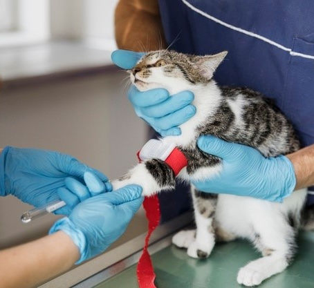 Does Your Cat Show These Symptoms? It Could Be Feline Leukemia (FeLV)