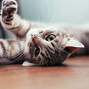 Beautiful gray cat lying on the floor.jp