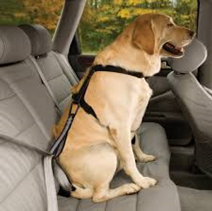 dog seatbelt.png