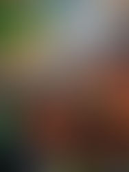 CarnaSamba | 03/02/25