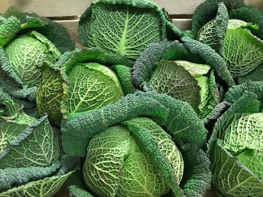 Savoy Cabbage each