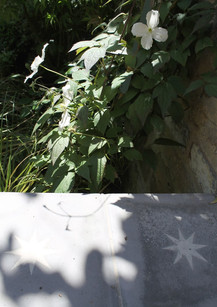 miriaharris_islingtongarden_design_Clema