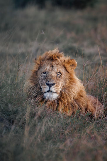 lionportrait24x36print-1.jpg