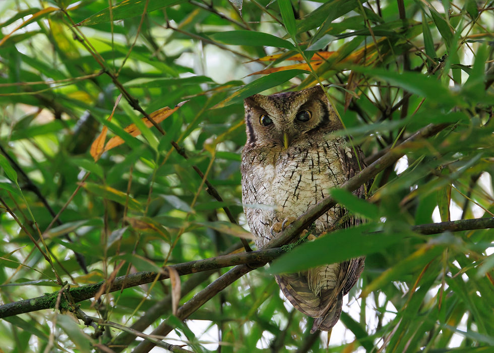 This Tropical screech owl was not thrilled that we were disturbing him. We each got a few shots and then left him to his morning nap.