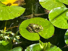 Ausflug zum Amphibienteich – Der 2. Jahrgang wird zu kleinen Forscherinnen und Forschern