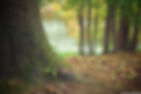 tree-569275.jpg