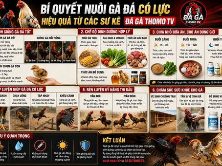 Bí Quyết Nuôi Gà Đá Có Lực Hiệu Quả Từ Các Sư Kê Đá Gà Thomo TV