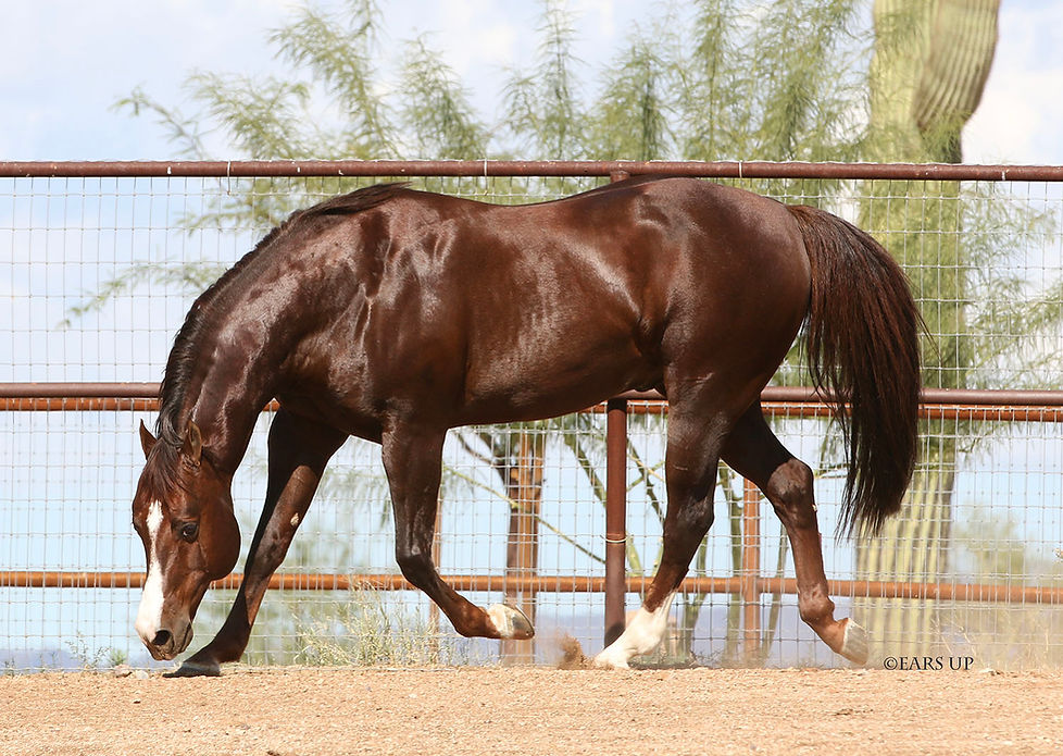 Boomshernic AZ Nov 2019 3.jpg