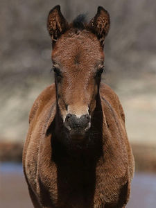 R295H TWG x JD Conquista Anna filly 2.jpg