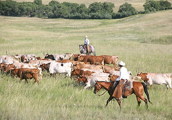 Cord longhorns.jpg