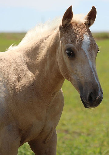 SOxKBDO_FILLY1.jpg