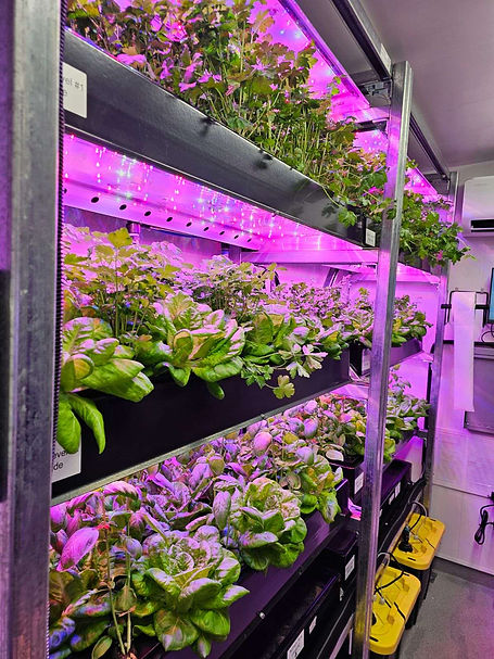 Binche First Harvest.jpeg