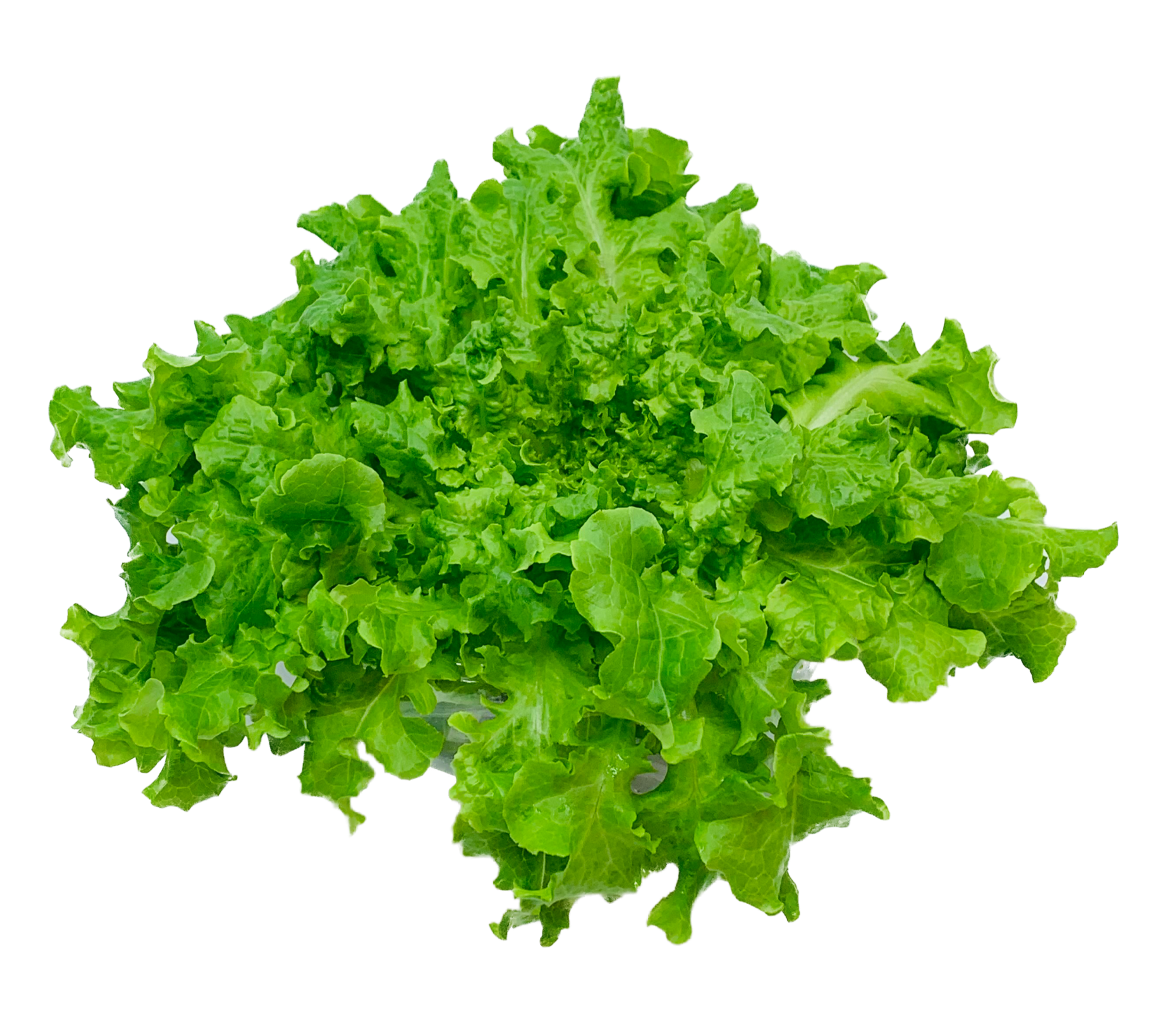 Green Salad Bowl (Oakleaf) Lettuce Head
