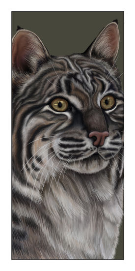 bobcat - lighter background.jpg