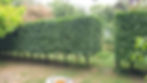 Hornbeam Hedge