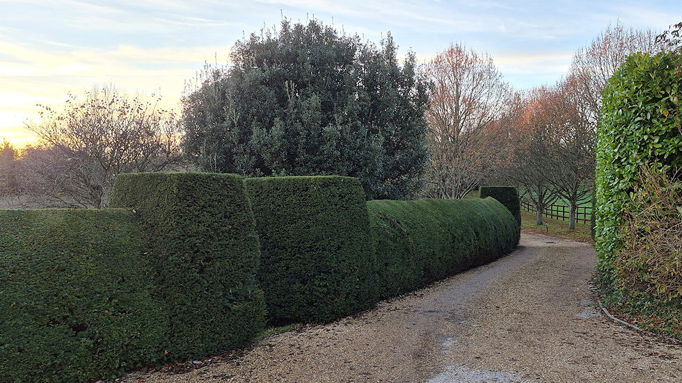 Yew Hedge