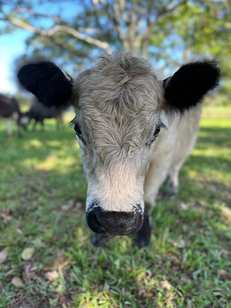 Close up of Galloway