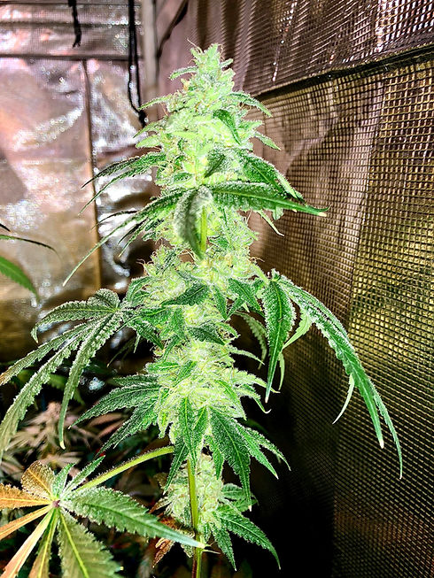 Alani Skunk 1.jpg