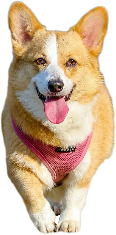 dog.png