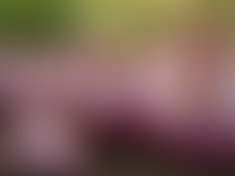 Discover the Amazing BC Red Russian Garlic Benefits!