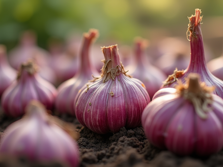 Discover the Amazing BC Red Russian Garlic Benefits!