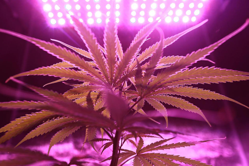popular cannabis strains