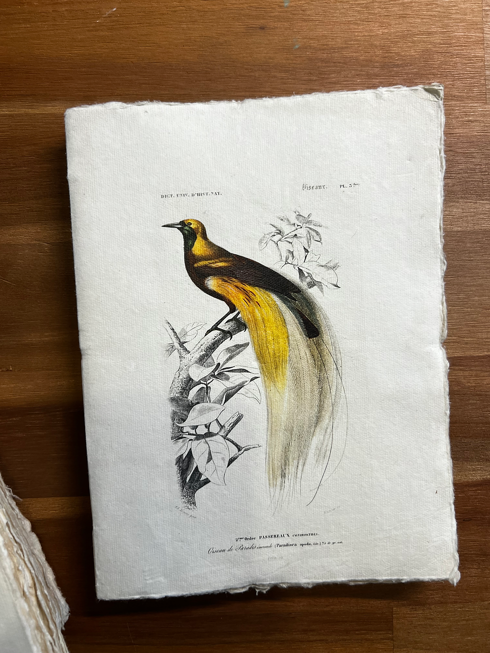 Miniature : Carnet Oiseaux exotiques