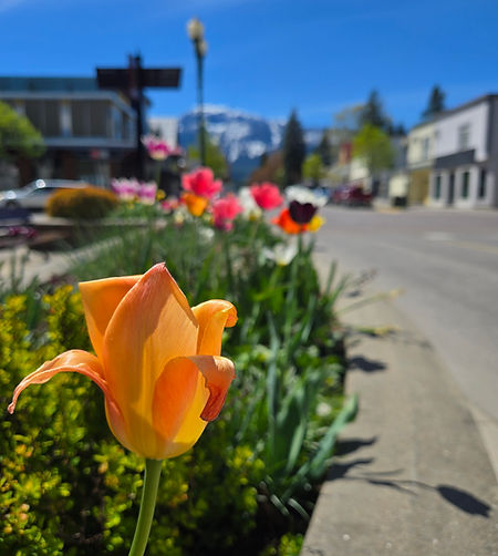Spring flowers in Revelstoke