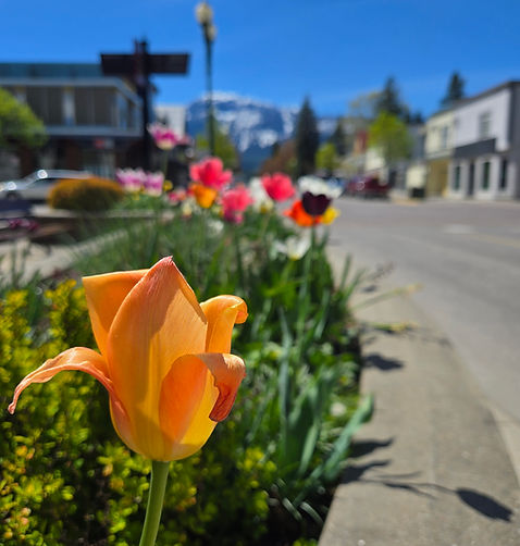Spring flowers in Revelstoke