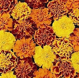 Marigolds.jpg