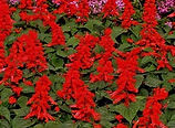 Salvia.jpg