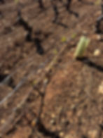 brotamento da videira