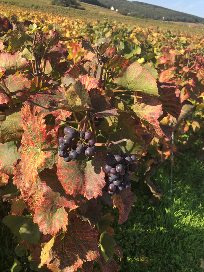 viticultura borgonha