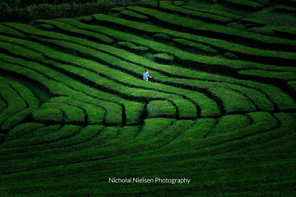 Person in blue dress walking through lush green terraced tea fields on a misty hillside.