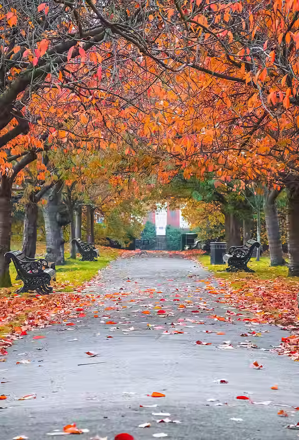 Park in the Fall.avif