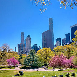 Flowers in bloom on trees in Central Park