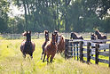Soulful Prairies