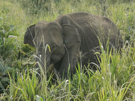 Sri Lanka - a golden memory from January: Part 1 - A cooking lesson and an elephant safari