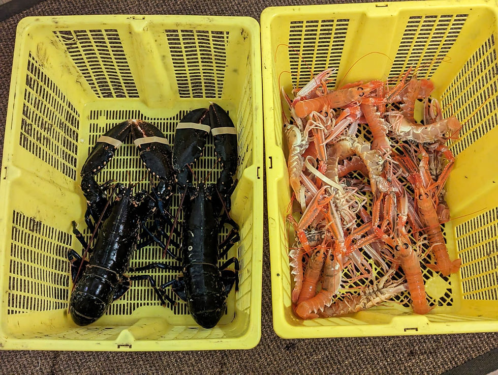 2 crates, 1 with 2 live lobsters inside, the other with live langoustines