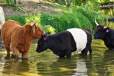 0E59BCBA-CA4E-4DAD-8505-9F86C2B12963_edited.jpg